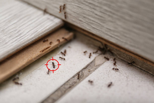 Best Local Pest Control Services  in Williston Park, NY