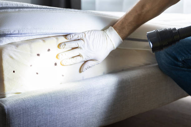 Best Pest Control for Businesses  in Williston Park, NY